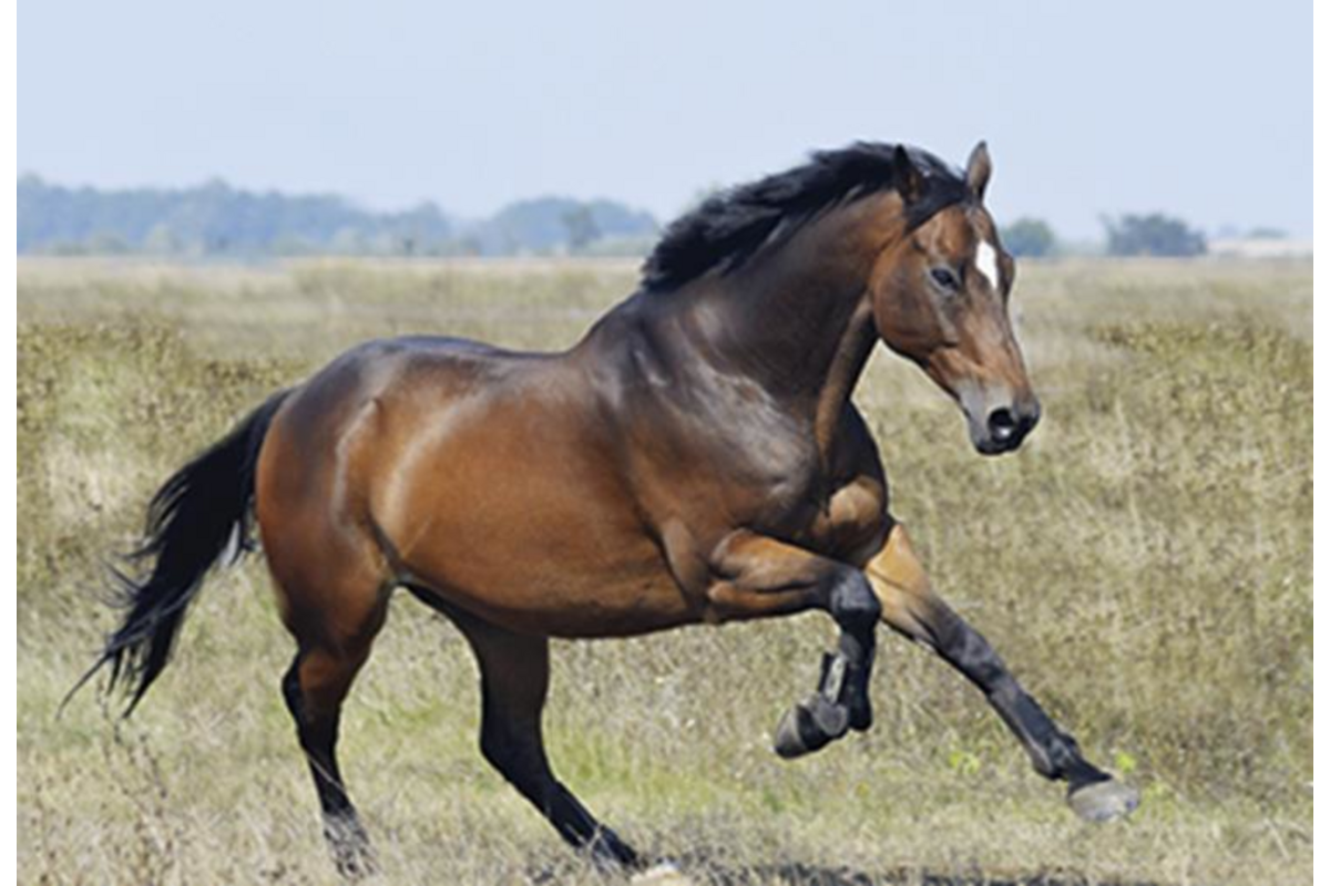 Beloningskaarten 4613 Paarden 4 motieven, 96 stuks