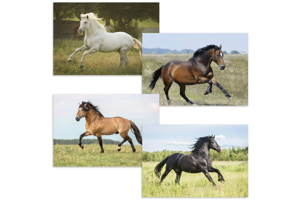 Beloningskaarten 4613 Paarden 4 motieven, 96 stuks