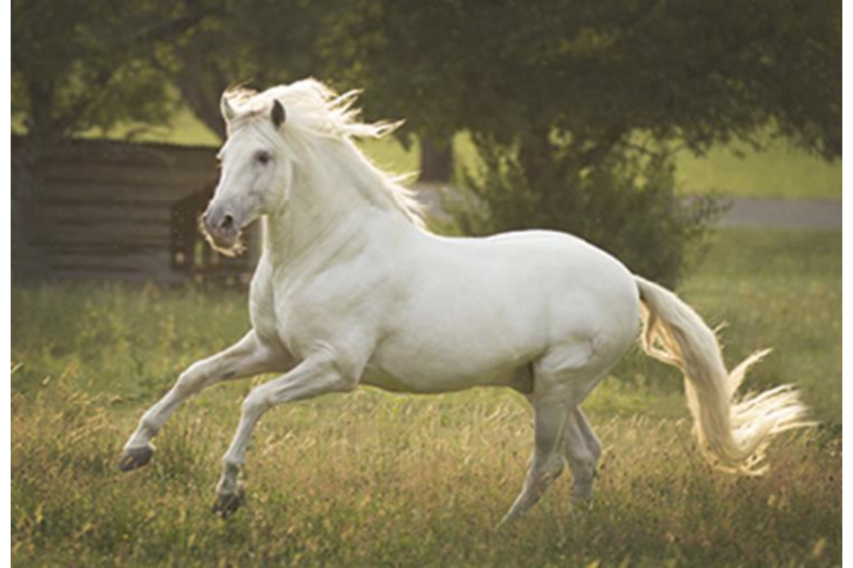 Beloningskaarten 4613 Paarden 4 motieven, 96 stuks