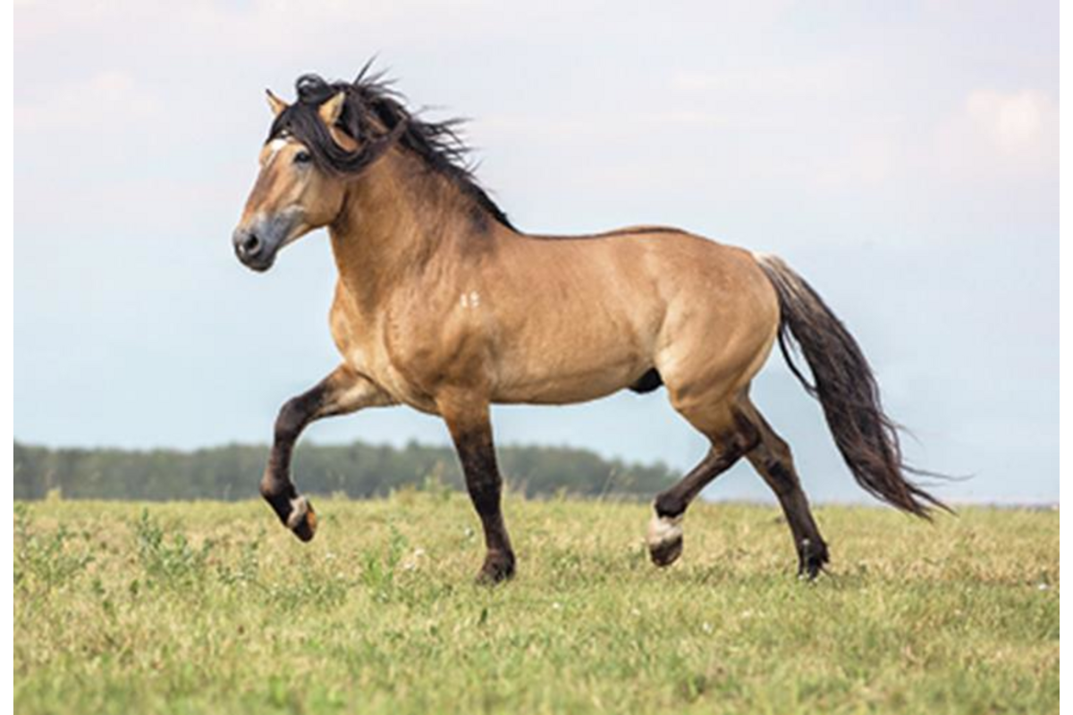 Beloningskaarten 4613 Paarden 4 motieven, 96 stuks