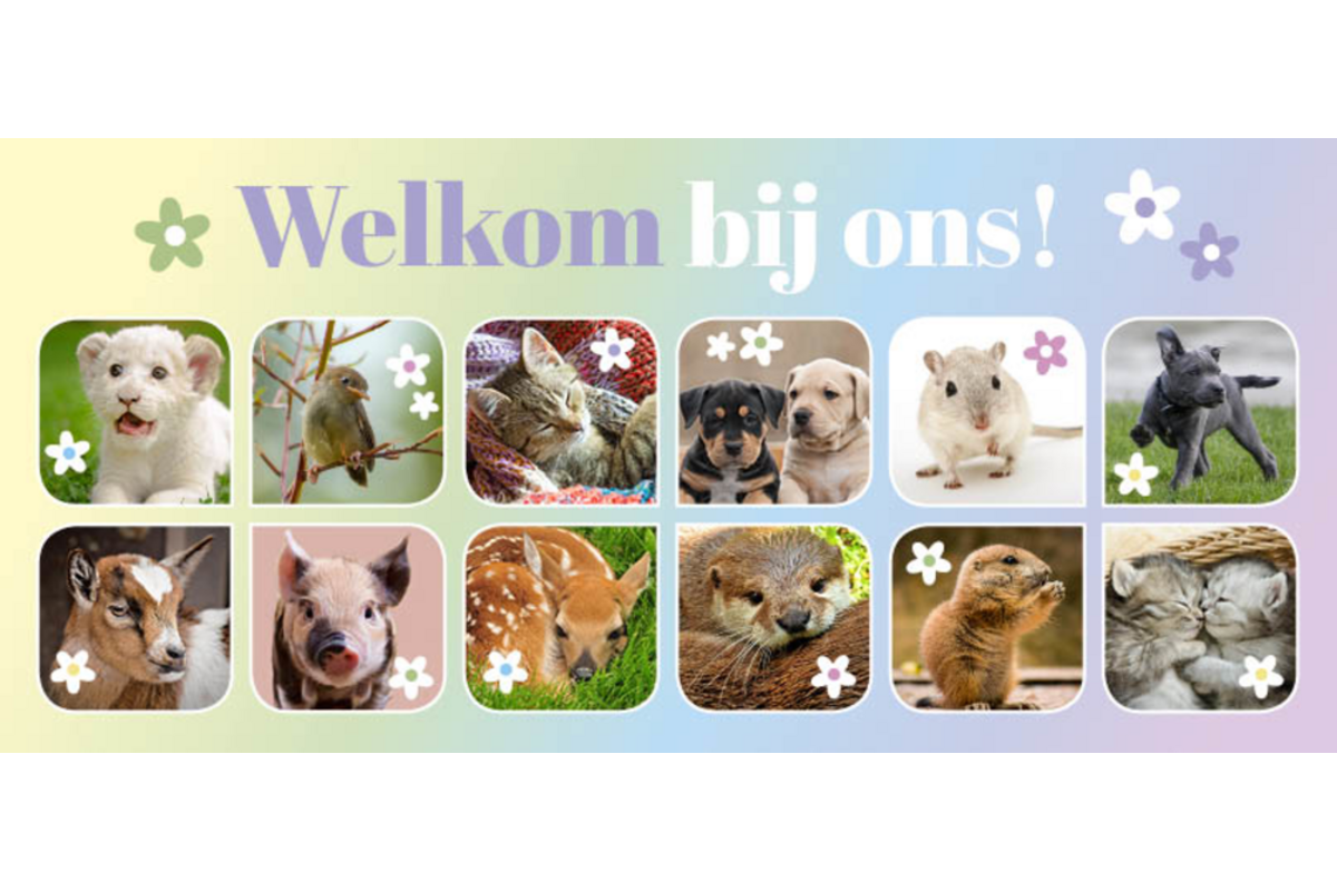 Oproepkaarten 5291 algemeen Lente Diertjes, 2 motieven, 25 stuks