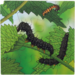 Rolf Connect - Groeipuzzel vlinder 28 x 28 cm 4-lagen 86 stukjes