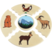 Hawito - Dieren in hun leefomgeving