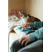 Cat & boxes
