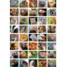 Beloningsstickers 437 roofdieren, 40 motieven, 800 stuks