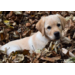 Beloningskaarten 4585 hond, paard en poes, 6 motieven, 96 stuks
