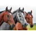 Beloningskaarten 4585 hond, paard en poes, 6 motieven, 96 stuks