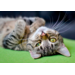 Beloningskaarten 4585 hond, paard en poes, 6 motieven, 96 stuks