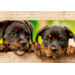 Beloningskaarten 4585 hond, paard en poes, 6 motieven, 96 stuks