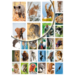 Beloningsstickers Werelddieren 346 36 motieven, 720 stuks