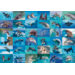 Beloningsstickers Dolfijnen 387, 36 motieven, 720 stuks