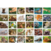 Beloningsstickers Dieren met jong 386, 30 motieven, 600 stuks