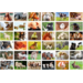 Beloningsstickers 408 boerderijdieren, 36 motieven, 720 stuks