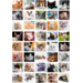 Beloningsstickers 411 Poezenportretten, 40 motieven, 800 stuks