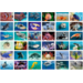 Beloningsstickers 425 onderwaterwereld, 36 motieven, 720 stuks