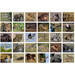 Beloningsstickers 118 Zuid Afrika 30 motieven, 600 stickers