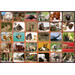 Beloningsstickers 126 Dierenduo's  Zuid Afrika 30 motieven, 600 stickers