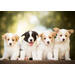 Miniposters 1096 Puppies 4 motieven, 20 kaarten