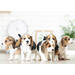 Miniposters 1096 Puppies 4 motieven, 20 kaarten