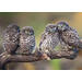 Miniposters Jongen bosdieren 1098 4 motieven, 20 stuks
