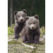 Miniposters Jongen bosdieren 1098 4 motieven, 20 stuks