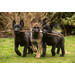 Beloningskaarten puppy's 4627 4 motieven, 96 kaarten