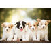Beloningskaarten puppy's 4627 4 motieven, 96 kaarten