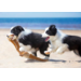 Beloningskaarten 4595 Puppy's en Kittens, 4 motieven, 96 stuks