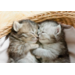 Beloningskaarten 4595 Puppy's en Kittens, 4 motieven, 96 stuks