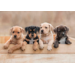 Beloningskaarten 4595 Puppy's en Kittens, 4 motieven, 96 stuks