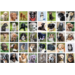 Beloningsstickers 468 Trouwe Viervoeters, 40 motieven, 800 stuks