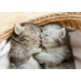 Miniposters 1067 Puppy's en Kittens, 4 motieven, 20 stuks