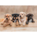 Miniposters 1067 Puppy's en Kittens, 4 motieven, 20 stuks