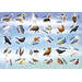 Beloningsstickers 149 Vogels 36 motieven, 720 stuks