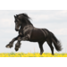Miniposters Paarden 820 4 motieven, 20 stuks