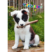 Miniposters Dieren gefelciteerd 994 4 motieven, 20 stuks