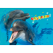 Miniposters Dieren gefelciteerd 994 4 motieven, 20 stuks