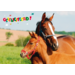 Miniposters Dieren gefelciteerd 994 4 motieven, 20 stuks