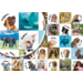 Beloningsstickers Motivatiedieren 359, 35 motieven, 700 stuks