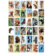 Krasstickers Werelddieren 646 36 motieven, 540 stuks