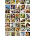 Krasstickers 644 babydieren, 40 motieven, 600 stuks