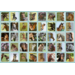 Beloningsstickers 109 Veulens en paarden 40 motieven, 800 stickers