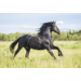 Beloningskaarten 4613 Paarden 4 motieven, 96 stuks