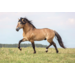 Beloningskaarten 4613 Paarden 4 motieven, 96 stuks