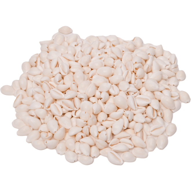 Zeeschelpen Kauri, 300 gram