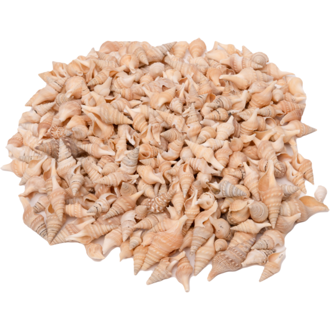 Zeeschelpen Turrid, 300 gram