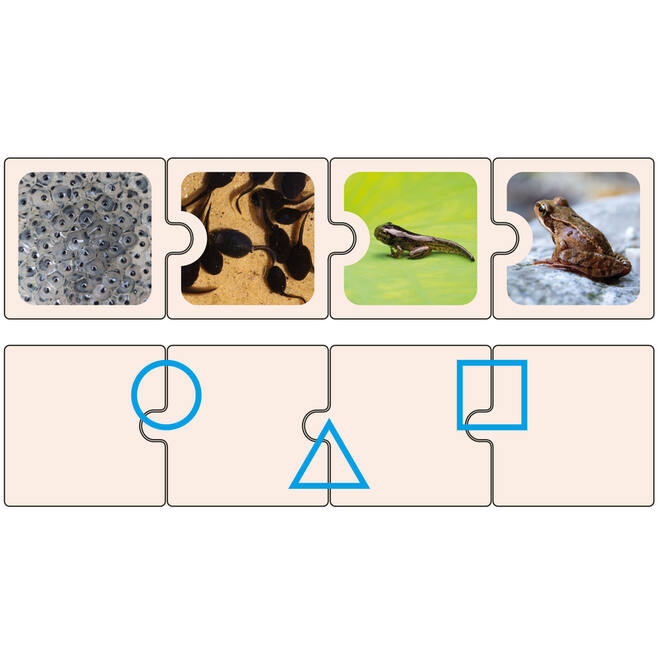 Puzzel levenscycli