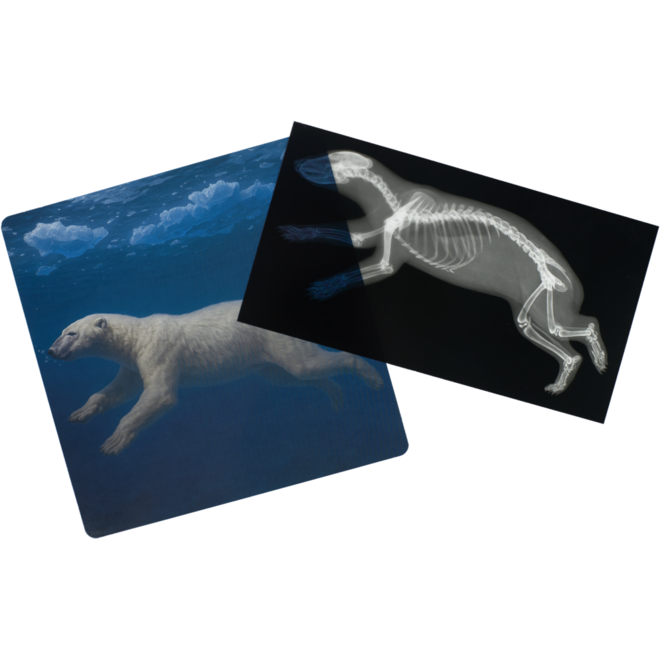 Ontdekkaarten röntgen arctische dieren 16,5 x 18 cm, 30 delig