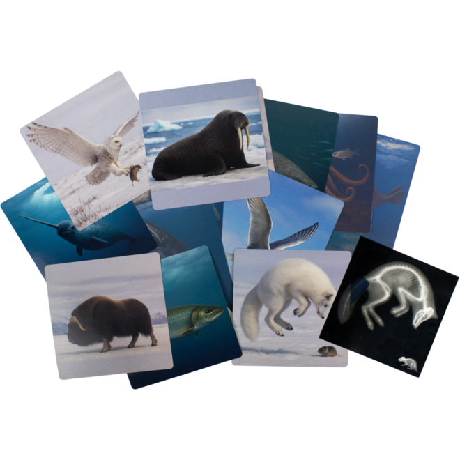 Ontdekkaarten röntgen arctische dieren 16,5 x 18 cm, 30 delig