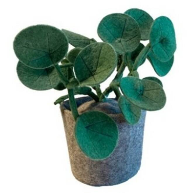 Plant van vilt, Pileo Pepero